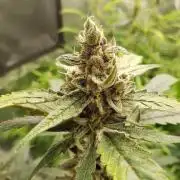 G-Nana Auto by Good Genetix