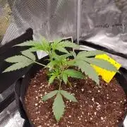G-Nana Auto by Good Genetix