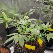 G-Thumper Auto by Good Genetix