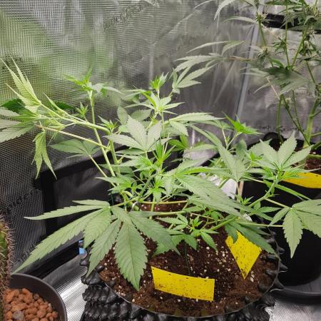 G-Thumper Auto by Good Genetix