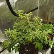 BubbleGum Auto
