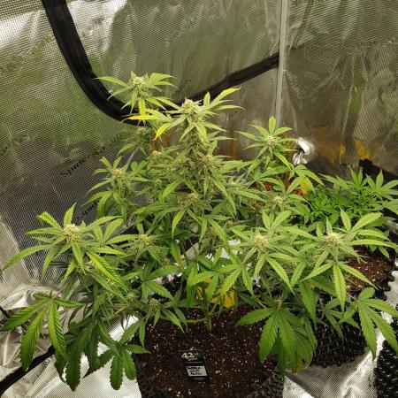 BubbleGum Auto