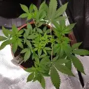 Mix-Pack Seed by Fast Buds