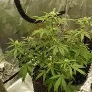 BubbleGum Auto