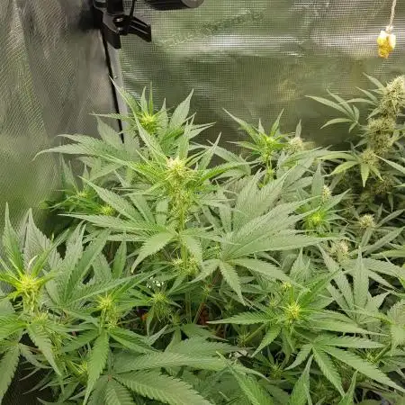 G Breath Auto