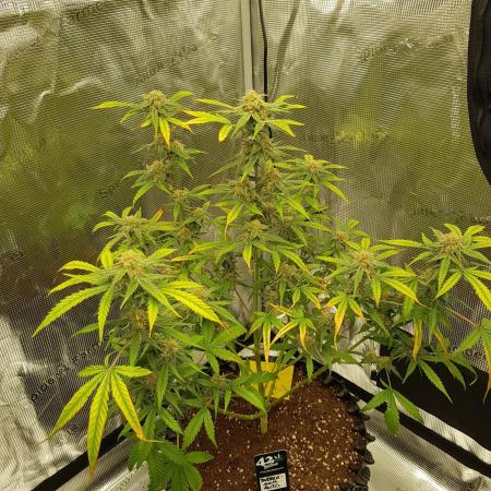 BubbleGum Auto