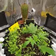 Pineapple Express Auto - Breeder Test
