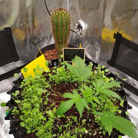 Pineapple Express Auto - Breeder Test