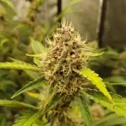 G-Thumper Auto by Good Genetix