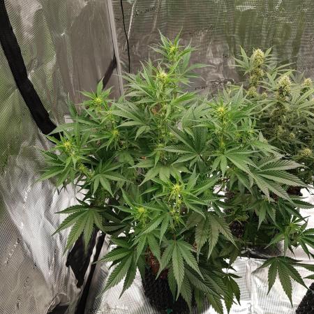 G Breath Auto