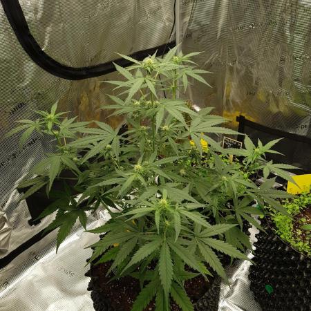 BubbleGum Auto