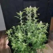 Pineapple Express Auto - Breeder Test