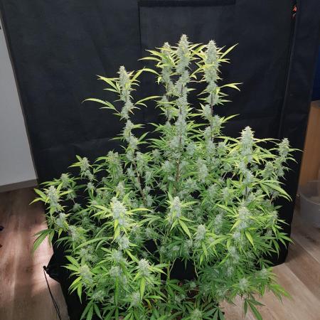 Pineapple Express Auto - Breeder Test
