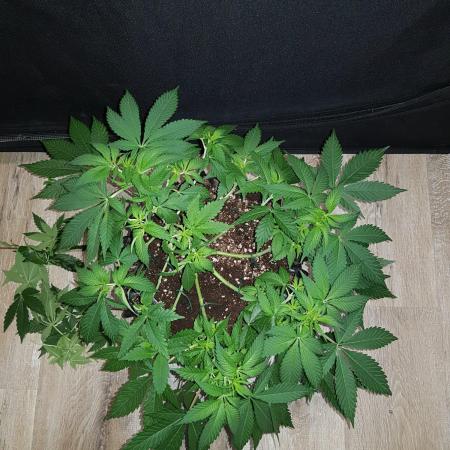 Mix-Pack Seed by Fast Buds