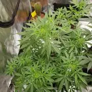 Pineapple Express Auto - Breeder Test