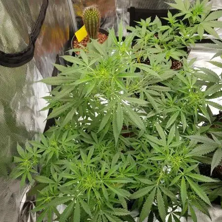 Pineapple Express Auto - Breeder Test