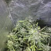 The adopted Plant