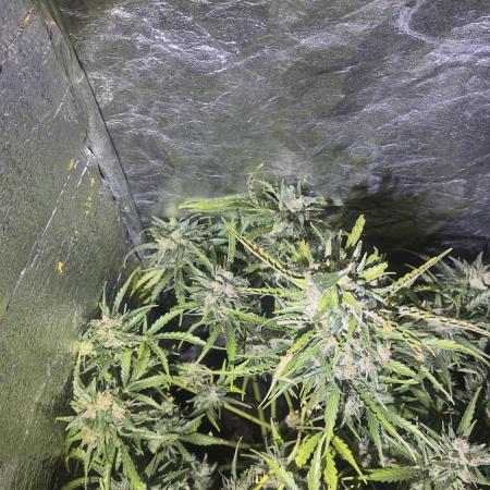 The adopted Plant