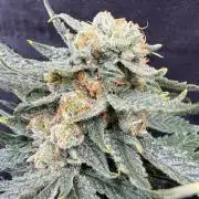 1. grow