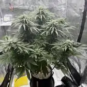 1. grow