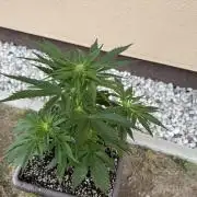 1. outdoor Tropicana cookies auto
