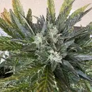 1. outdoor Tropicana cookies auto