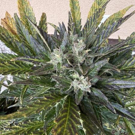 1. outdoor Tropicana cookies auto