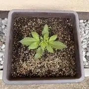 2. Auto outdoor