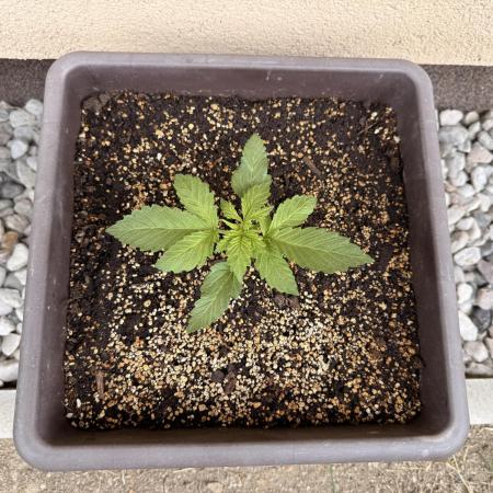 2. Auto outdoor