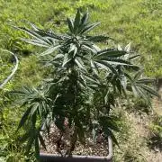 1. outdoor Tropicana cookies auto