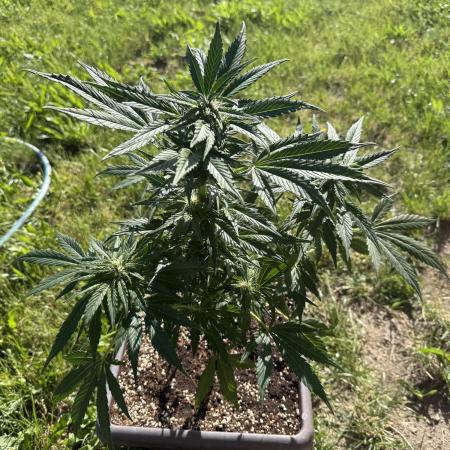 1. outdoor Tropicana cookies auto