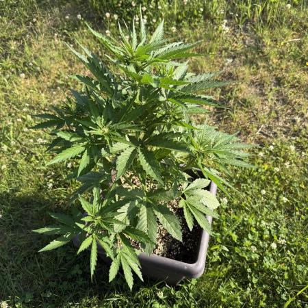 2. Auto outdoor