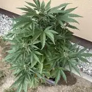 2. Auto outdoor