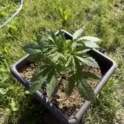 2. Auto outdoor