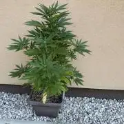 2. Auto outdoor