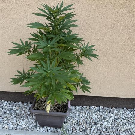 2. Auto outdoor