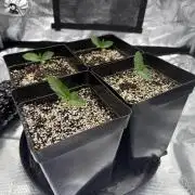 2. Bon Boni #3