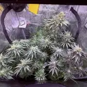 1. grow