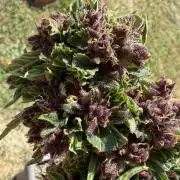 2. Auto outdoor