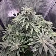 2. Bon Boni #3