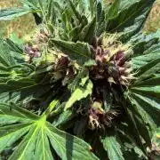 2. Auto outdoor