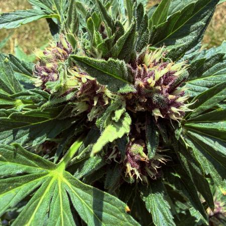 2. Auto outdoor