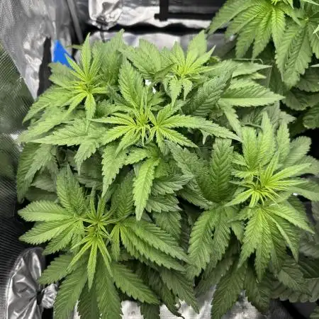 Můj první grow