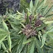 2. Auto outdoor