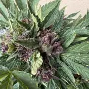 2. Auto outdoor