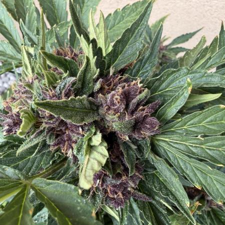 2. Auto outdoor