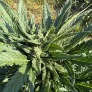 1. outdoor Tropicana cookies auto