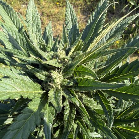 1. outdoor Tropicana cookies auto