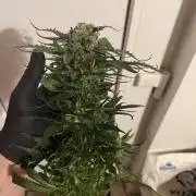 1. grow