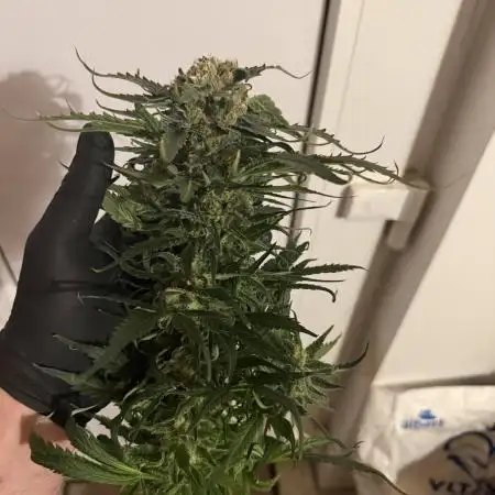 1. grow
